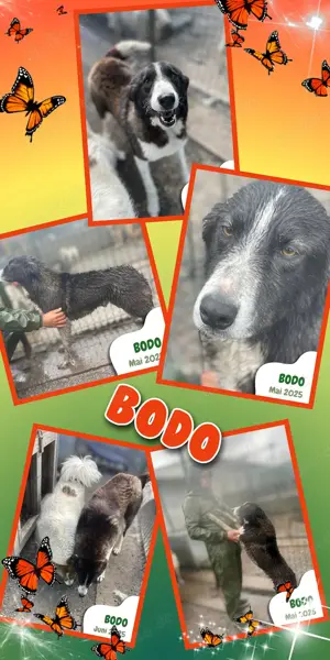 lieber, freundlicher, sanfter Rüde "Bodo" sucht ein liebevolles Zuhause 