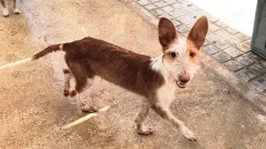 kleiner Peluso Babypodenco sucht sportlichen Menschen - Anschluss 