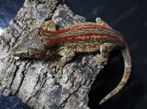 1.1 Auriculatus Pärchen Bild 3