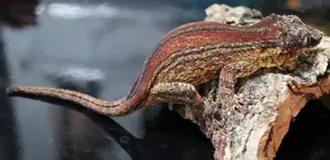 1.1 Auriculatus Pärchen Bild 2