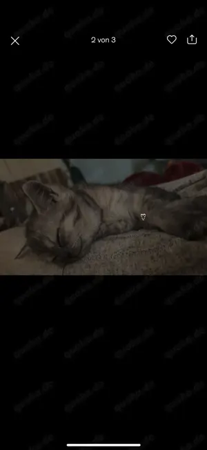 Russisch blau Bengel mix 