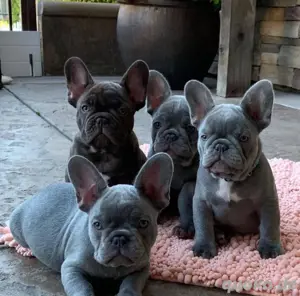 Französische Bulldogge welpen