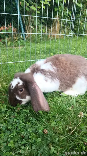 Deutscher widder Bock 