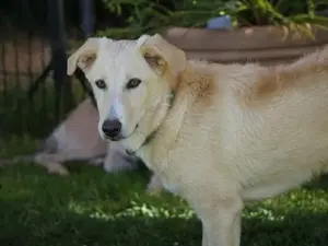 Pierpi sucht sein Zuhause