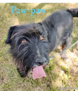 Paw-Paw ist ein absolut lieber Kerl mit einer krummen Pfote. Wo sind seine Menschen? *in Kroatien*