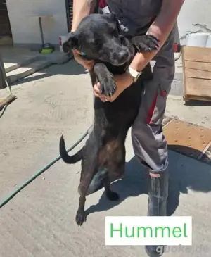 Die wilde Hummel sucht aktive Menschen *noch im Tierheim in Kroatien*