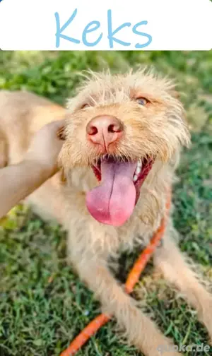 Der liebe Wuschelmann Keks sucht ein tolles Zuhause *im Tierheim in Kroatien*
