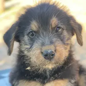 Ginna, geb. ca. 04 2025, lebt in GRIECHENLAND, auf einer privaten Pflegestelle