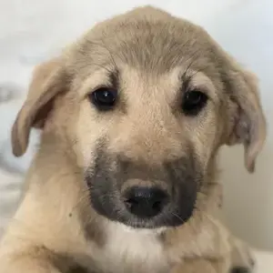 Glandy, geb. ca. 03 2025, lebt in GRIECHENLAND, im städt. Tierheim Serres