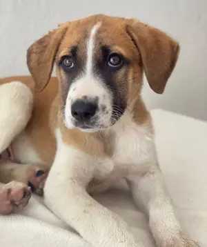 Juno, geb. 03 2025, lebt in GRIECHENLAND, im städt. Tierheim Serres 