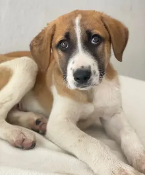  Juno, geb. 03 2025, lebt in GRIECHENLAND, im städt. Tierheim Serres