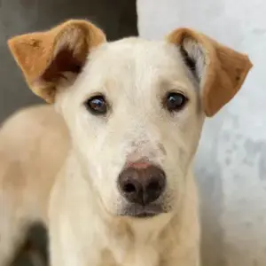 Kalena, geb. ca. 01 2025, lebt in GRIECHENLAND, im städt. Tierheim Serres