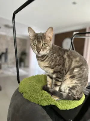 4jähriger Bengalkater Silver