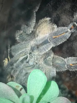 Psalmopeus Irminia 1.0