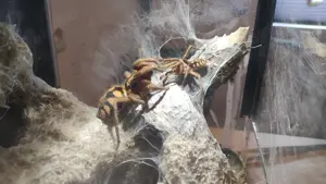 Hapalopus sp. Colombia  groß 1.0