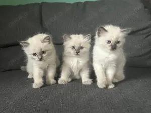 Heilige Birma Kitten