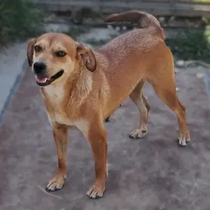 Moca (Hündin) - RESERVIERT   - lebt in einer Pflegestelle in 26556 Utarp (Niedersachsen)