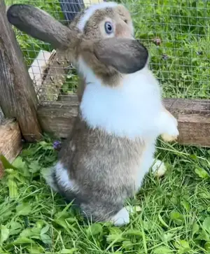 Zwergkaninchen, Männchen, Widdermix, kastriert, Kastrat