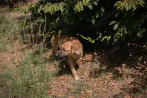 *OZZY*- sehr lieb, sanftmütig und zart, verspielt, sozial, gut geeignet als Zweithund 