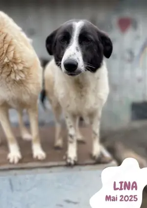 sehr liebe, menschenbezogene, hübsche Hündin "Lina" sucht ein liebevolles Zuhause  Bild 9