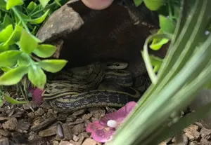 Taiwan Schönnattern ( Orthriophis taeniurus )