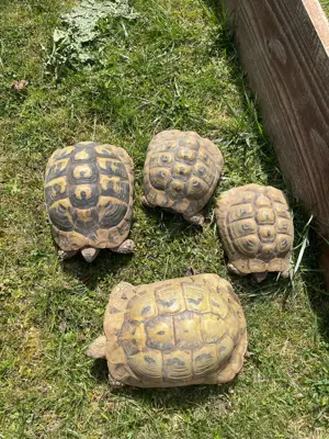 4 Griechische Landschildkröten (THB) 2x weiblich + 2x männlich, von 2003 2004 abzugeben