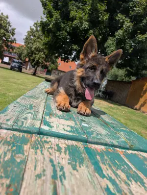 Junge Schäferhündin 