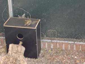 Chinesische Streifenhörnchen