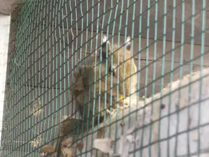Chinesische Streifenhörnchen