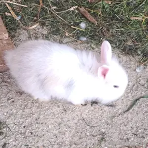 Löwenkopfzwerghasen abzugeben