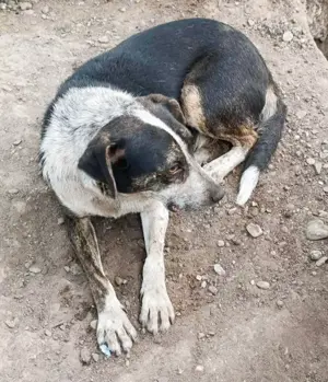 Judy braucht ein Zuhause für immer Bild 3