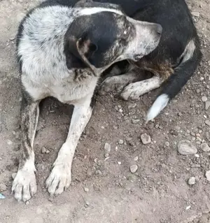 Judy braucht ein Zuhause für immer Bild 2