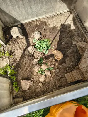 Griechische Landschildkröten zu verkaufen