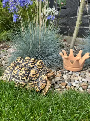 Pantherschildkröten stigmochelys pardalis babcocki