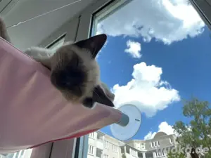 Siamkater  Timba  sucht ein liebevolles Zuhause     