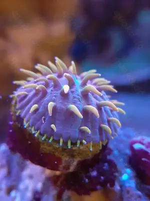 Cycloseris fragilis Flame Tongue