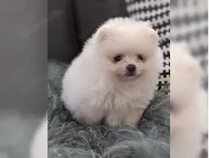 Zwergspitz Pomeranian Welpen !! Bild 5