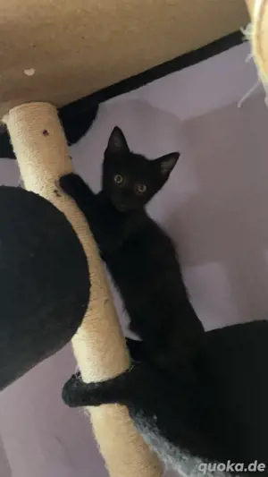 6 Katzenkinder suchen ein zuhause 