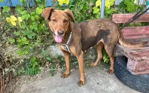 Tolle Begleiterin Pearly			