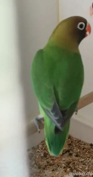 Rußköpfchen  Bild 3