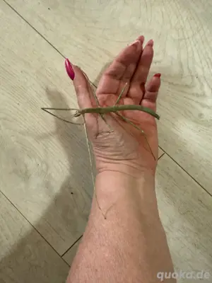 Grüne Vietnam Stabschrecke , Ramulus artemis Bild 2