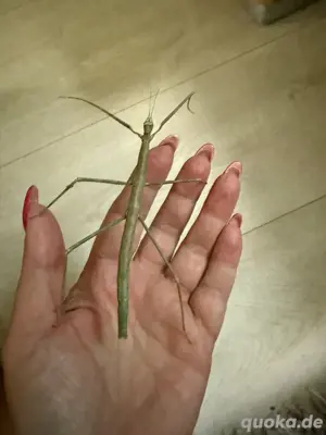 Grüne Vietnam Stabschrecke , Ramulus artemis