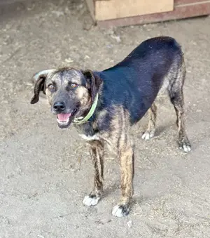 Aktiver Vin Diesel sucht aktive Menschen