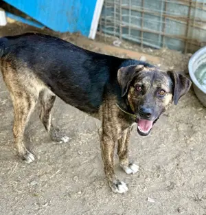 Aktiver Vin Diesel sucht aktive Menschen Bild 10