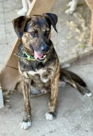 Aktiver Vin Diesel sucht aktive Menschen Bild 9