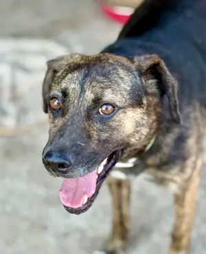 Aktiver Vin Diesel sucht aktive Menschen Bild 3