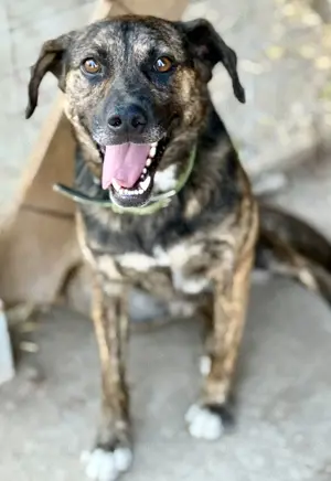 Aktiver Vin Diesel sucht aktive Menschen Bild 2