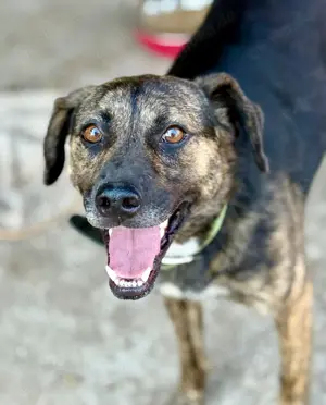 Aktiver Vin Diesel sucht aktive Menschen Bild 4