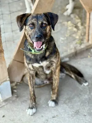 Aktiver Vin Diesel sucht aktive Menschen Bild 8