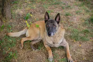 *VOBIS* Er kennt das Familienleben. Er wurde einfach alleine gelassen. Wer gibt ihm eine Chance?